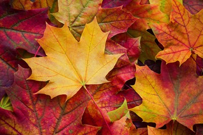 Fall Leaf Collection-Saturday October 1st
