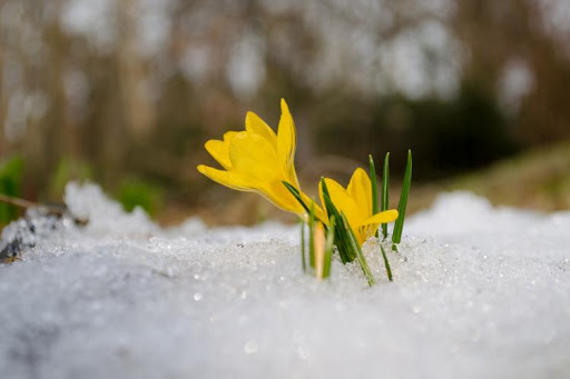 Flower Snow