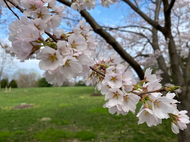 Cherry Tree