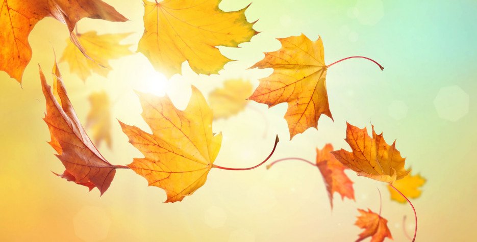 Fall Leaf Collection