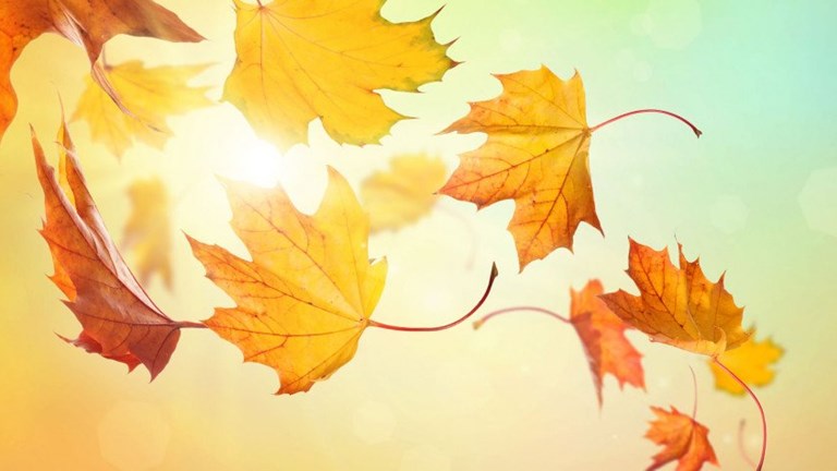 Fall Leaf Collection