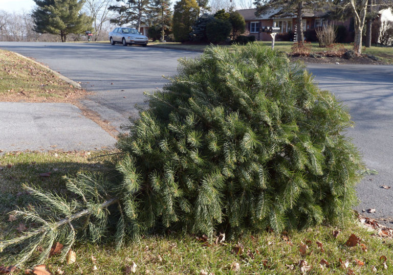 Curbside Tree Collection 768X538