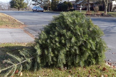 Curbside Christmast Tree Collection
